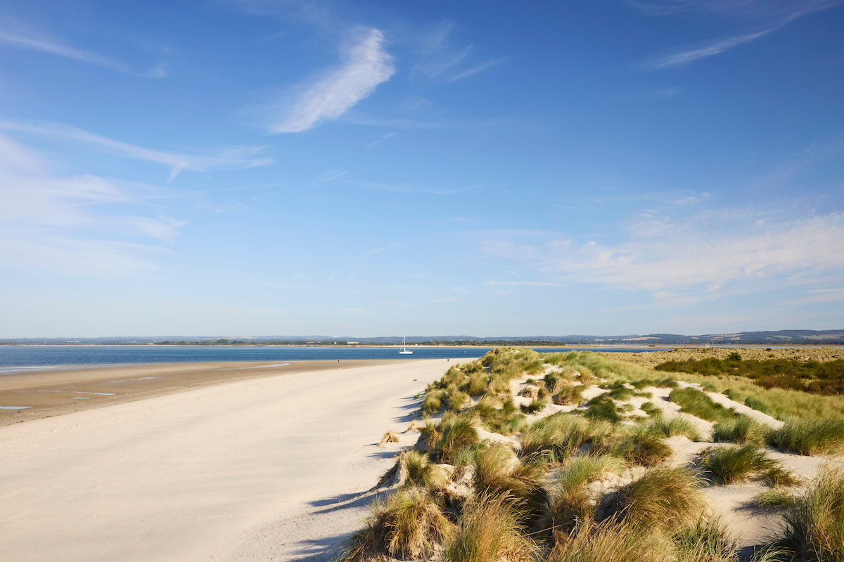 a sandy beach with bushes and water