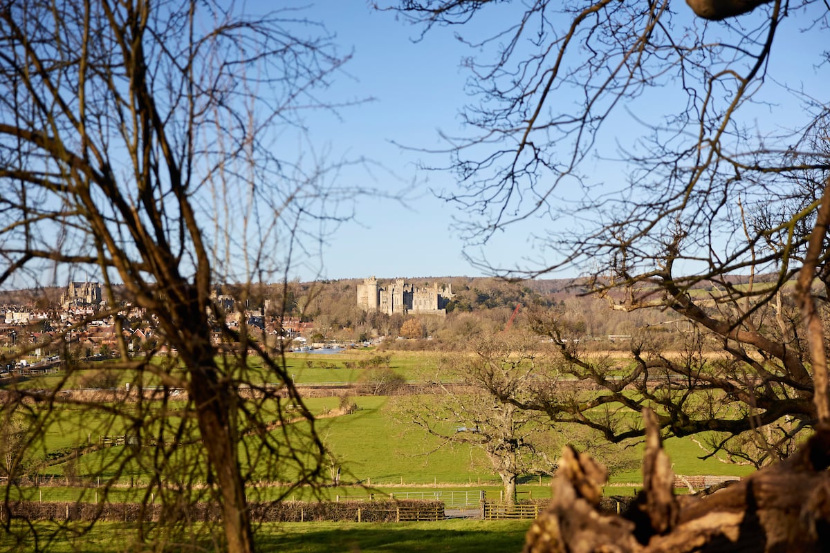 a view of a town from a tree