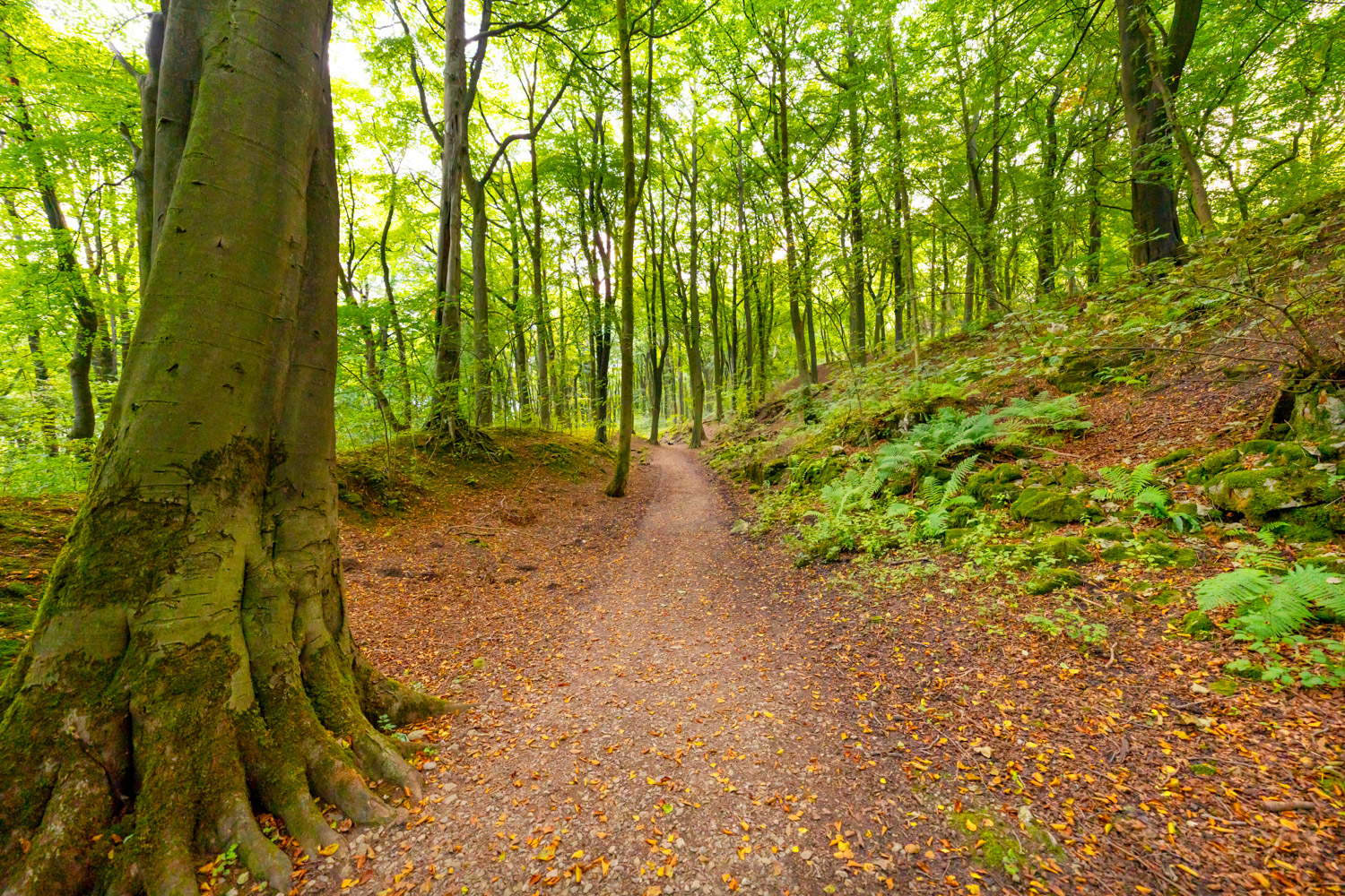 a dirt road in a forest