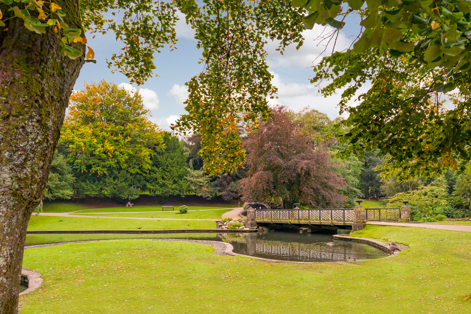 a pond in a park