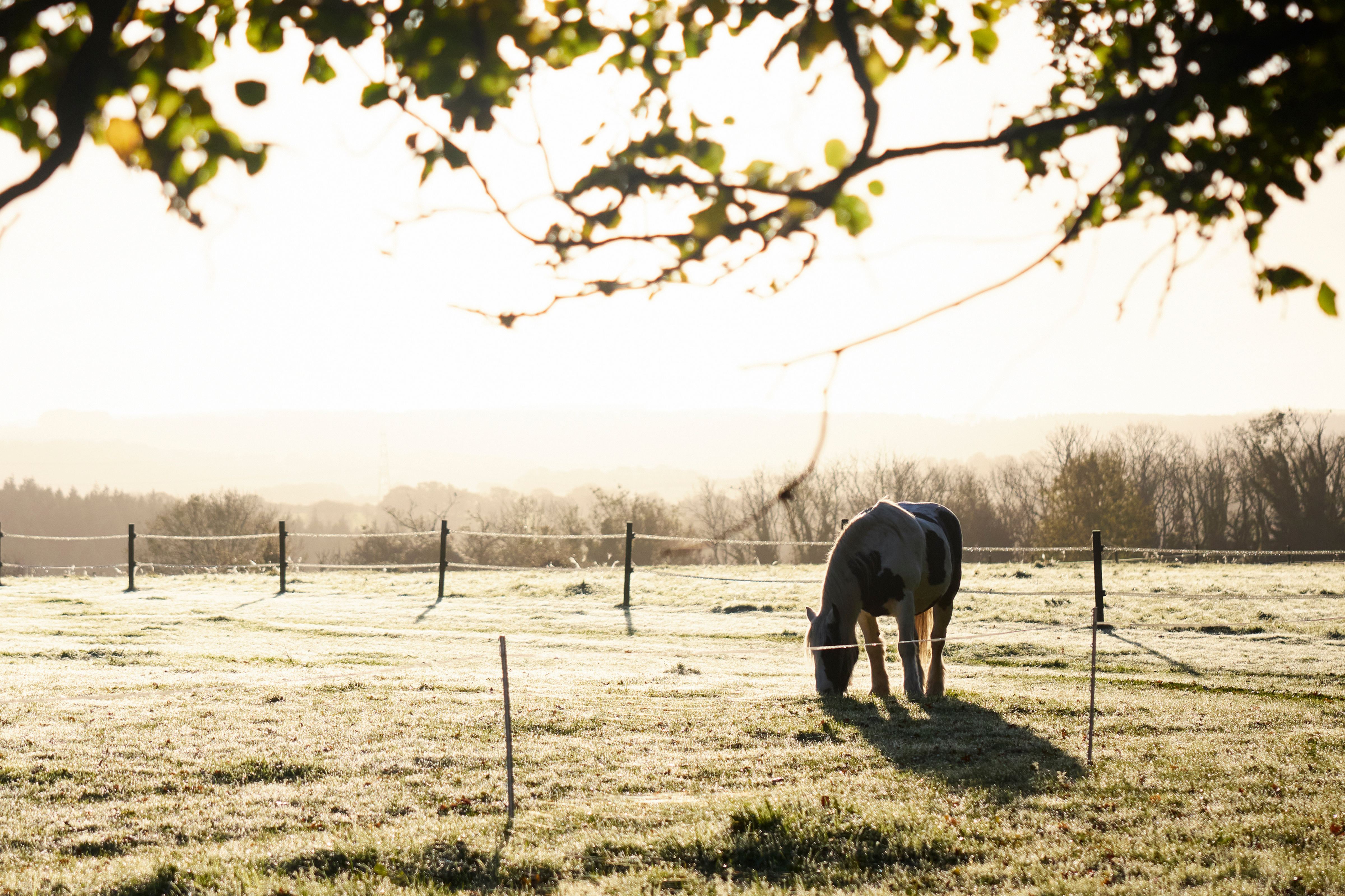 a horse grazing in a fenced in pasture