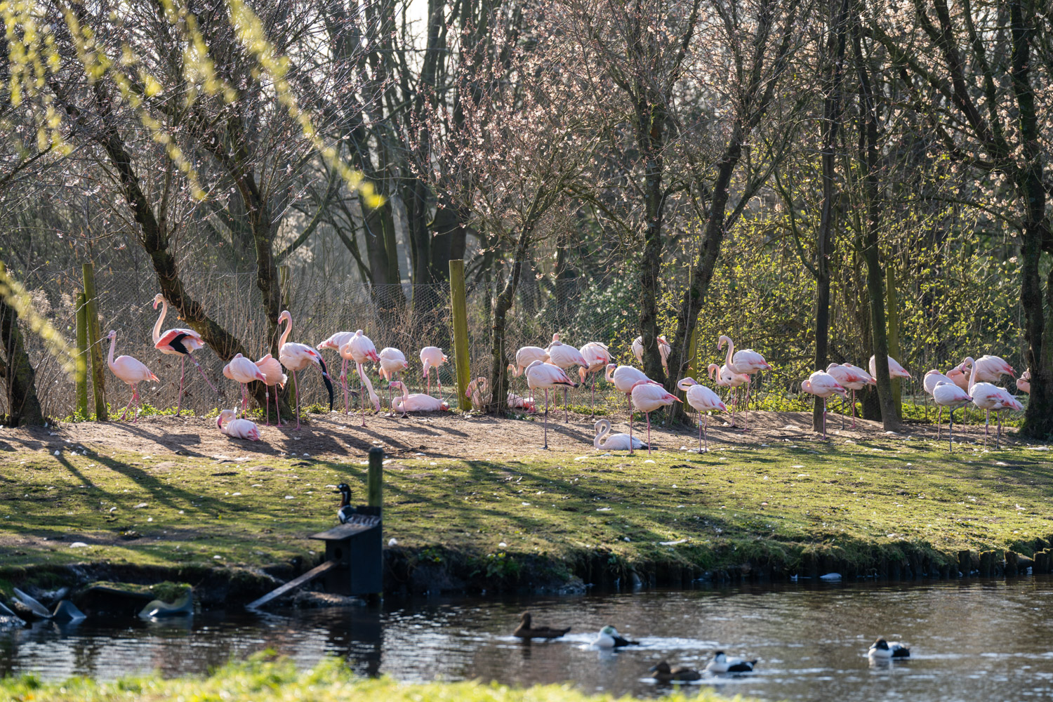 a group of flamingos in a pond