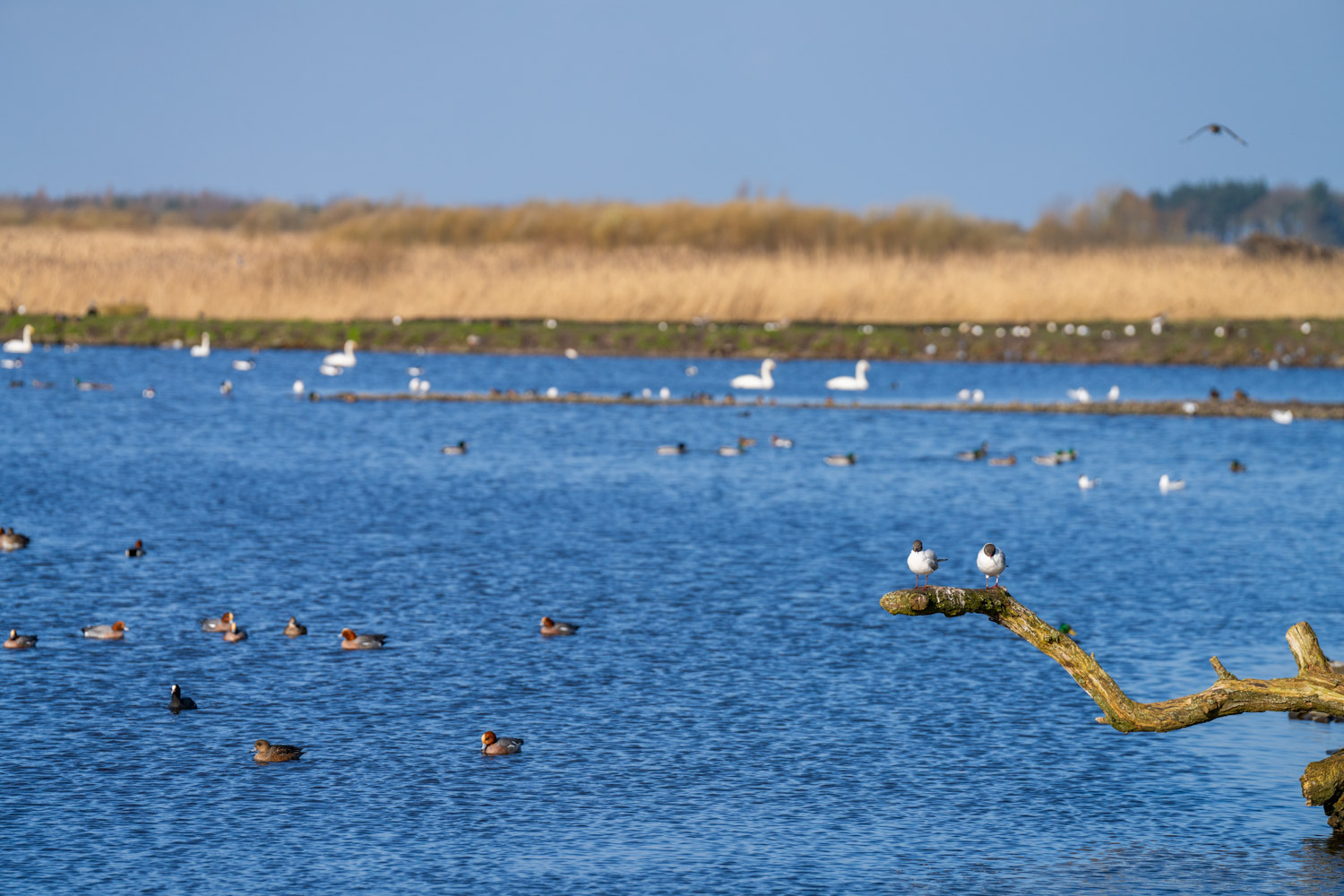 a body of water with many birds in it