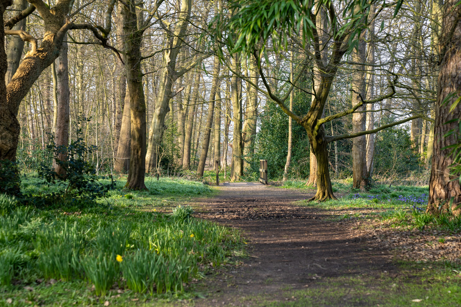 a dirt road in a forest
