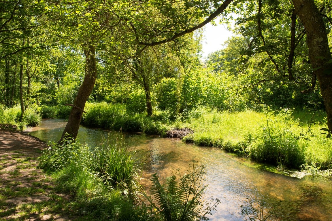 a river with trees and bushes