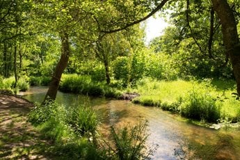 a river with trees and bushes