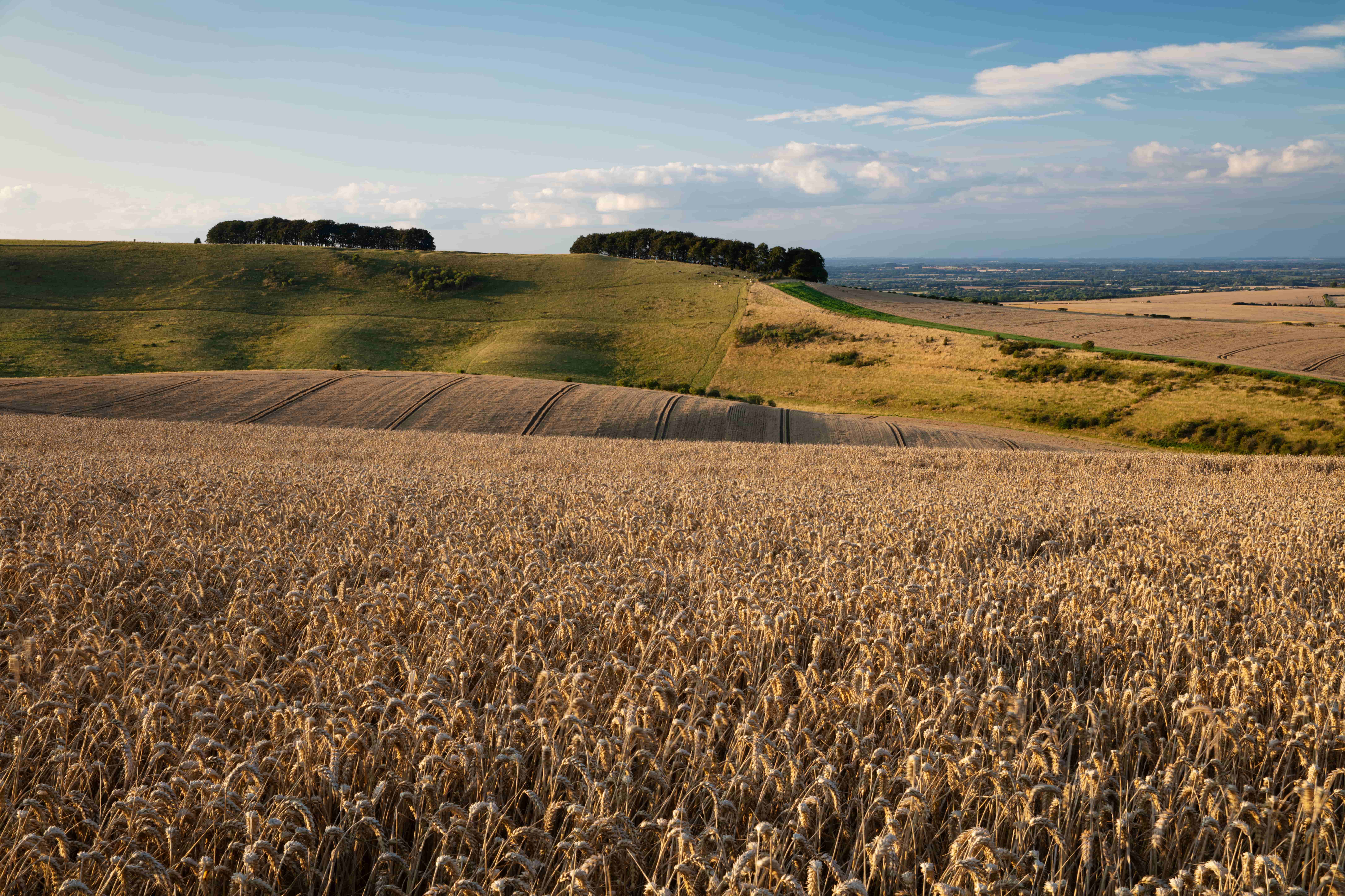 a field of crops