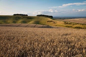 a field of crops