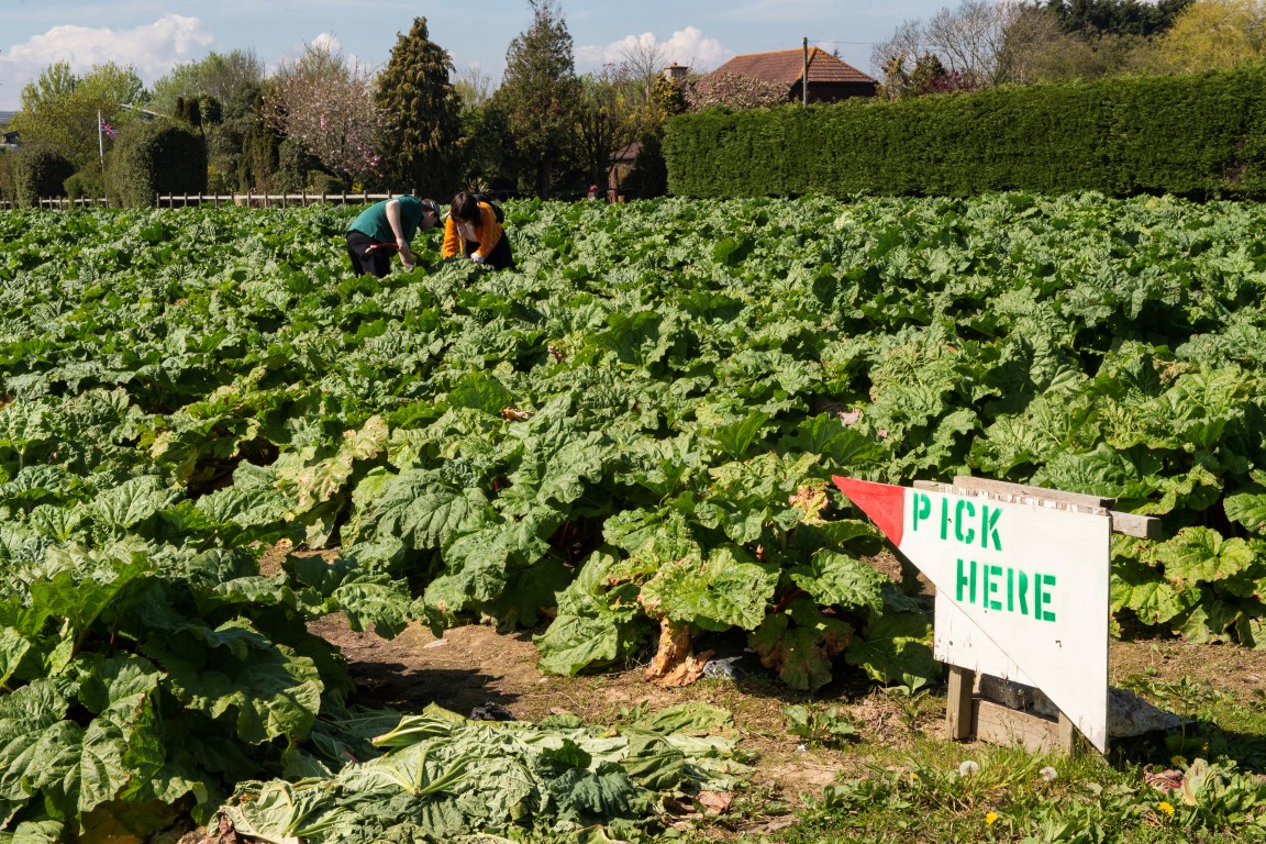 a group of people working in a field
