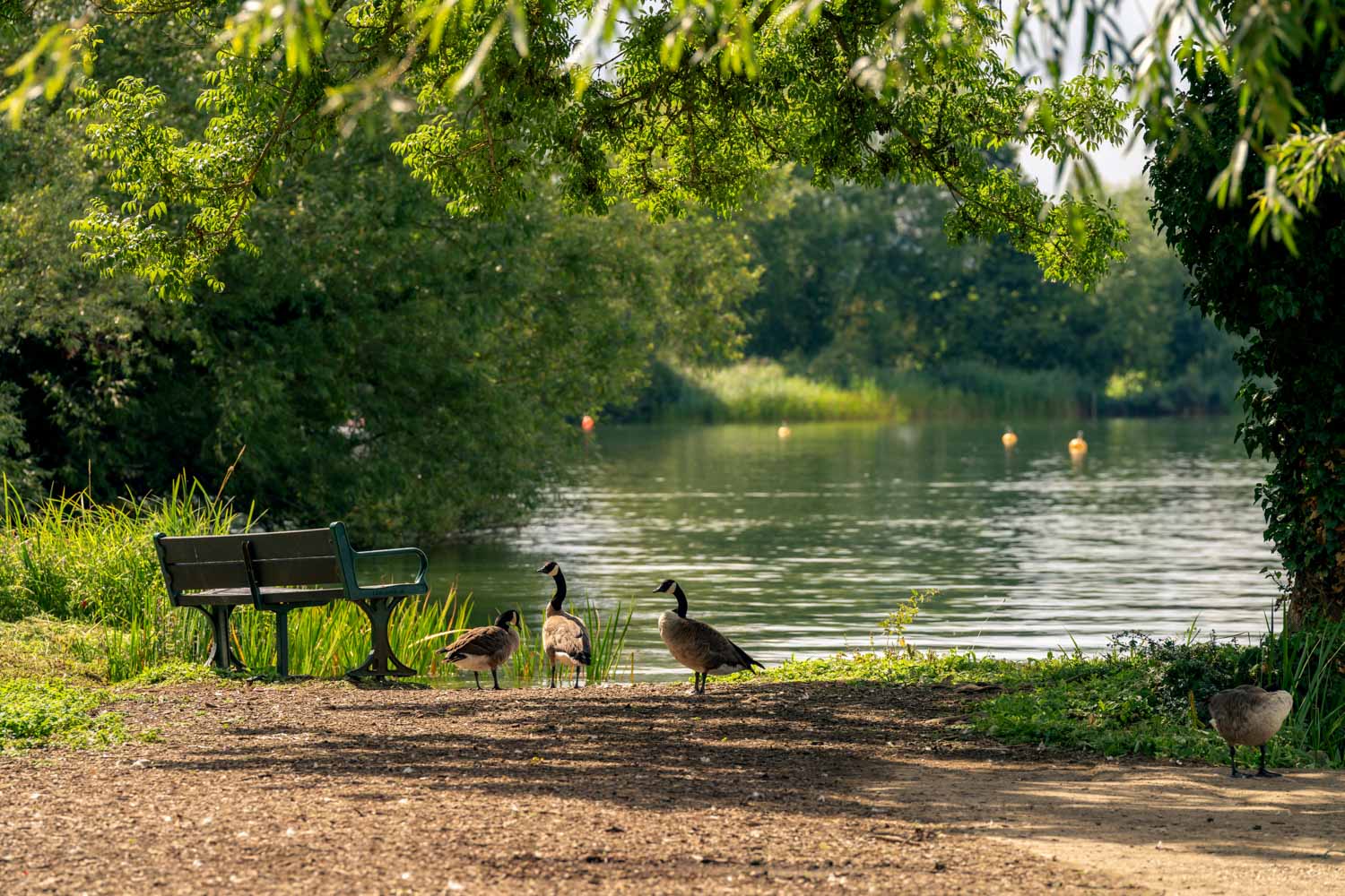 geese walking near a bench