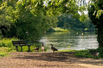 geese walking near a bench