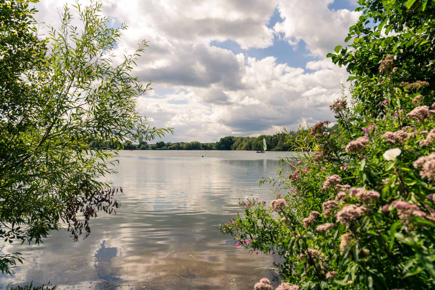 a body of water with trees around it