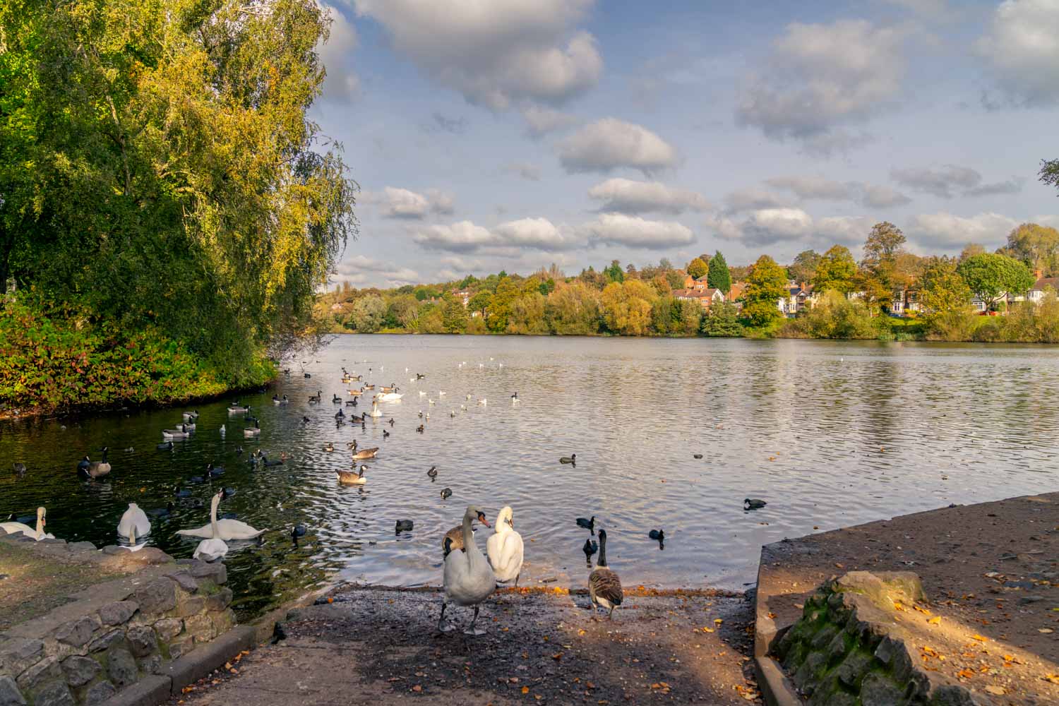 a group of ducks in a body of water