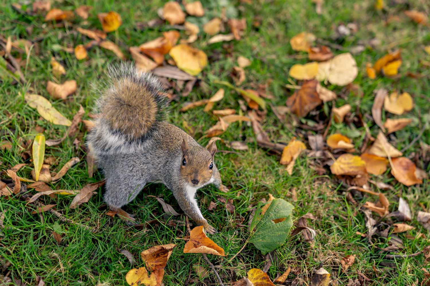 a squirrel on grass