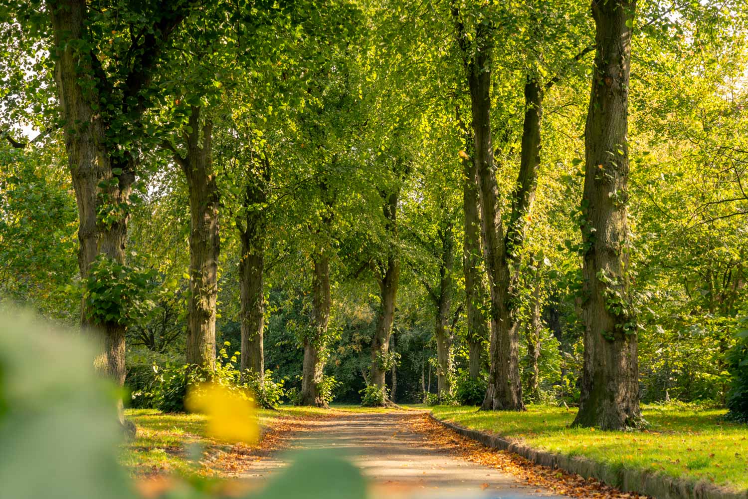 a path through a forest