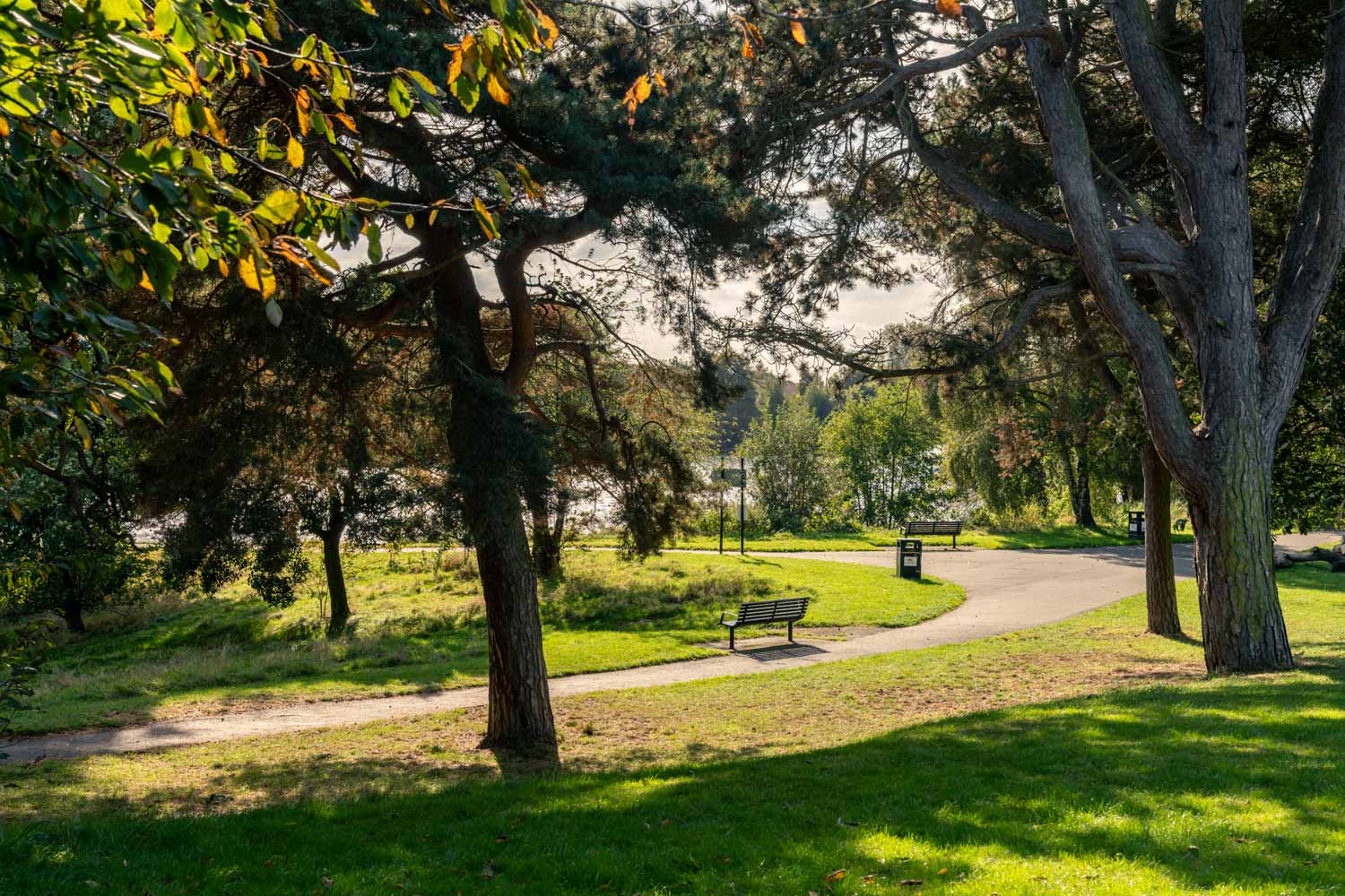 a park with benches and trees