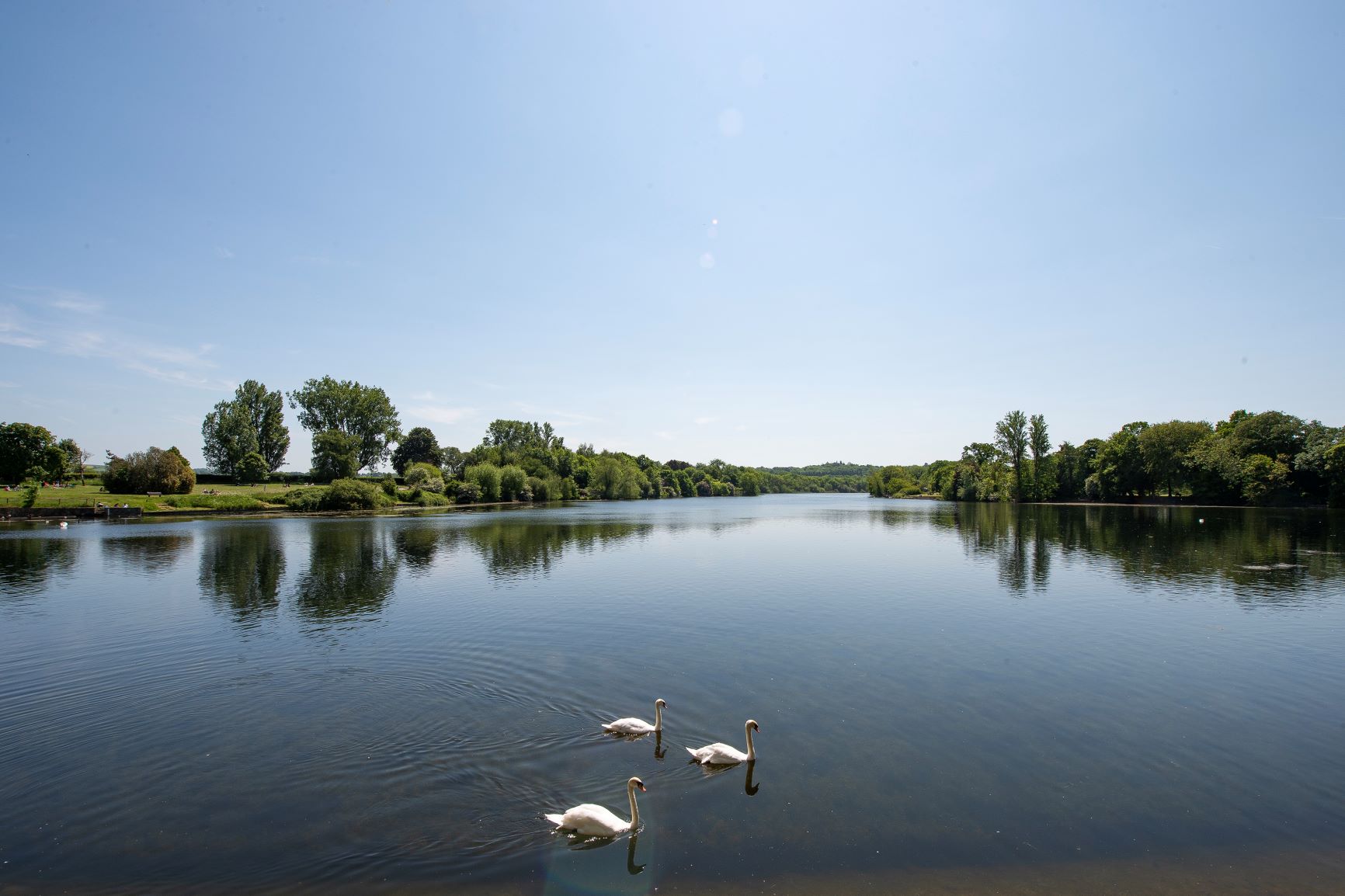 a group of swans in a lake