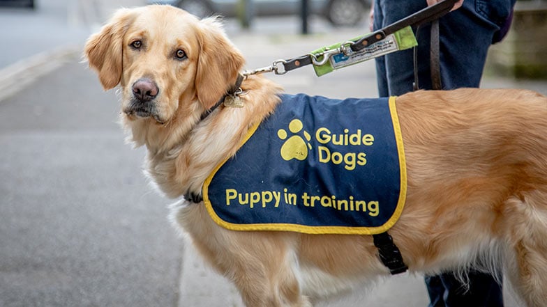 a dog wearing a vest