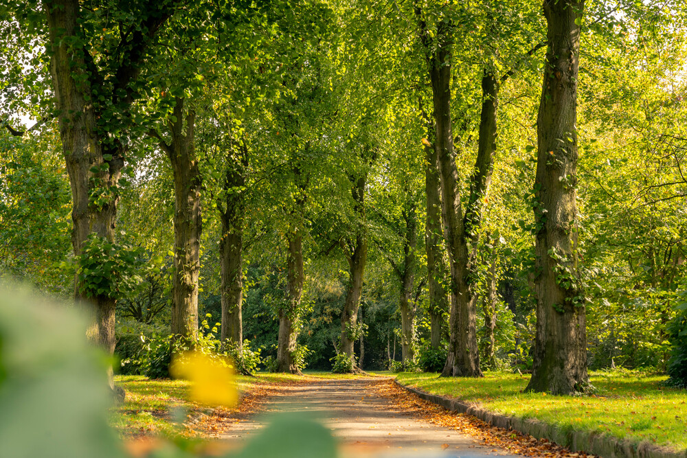 a road with trees on either side