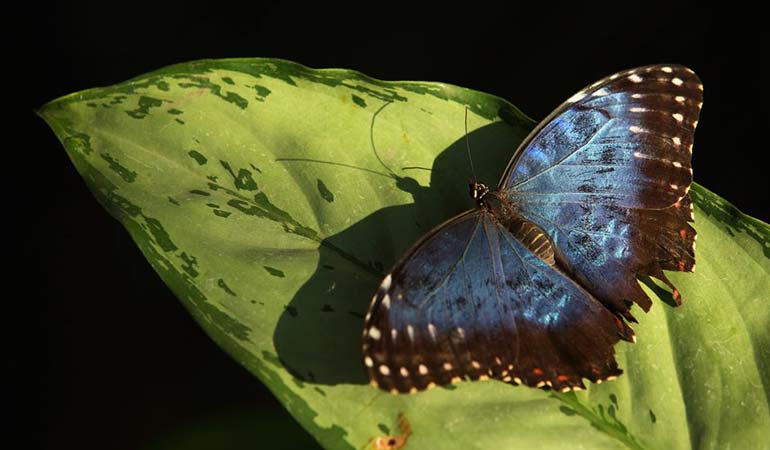 a butterfly on a leaf