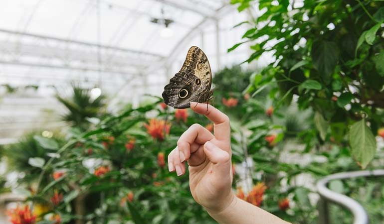 a butterfly on a person's finger