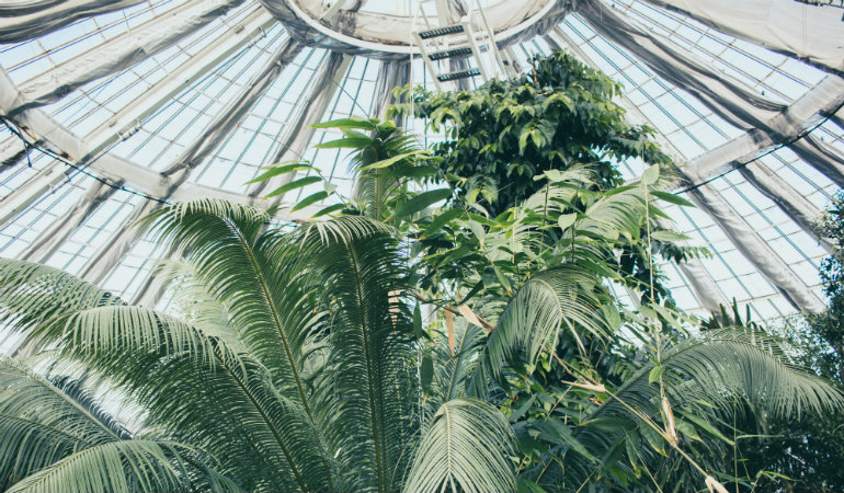 a large green plant