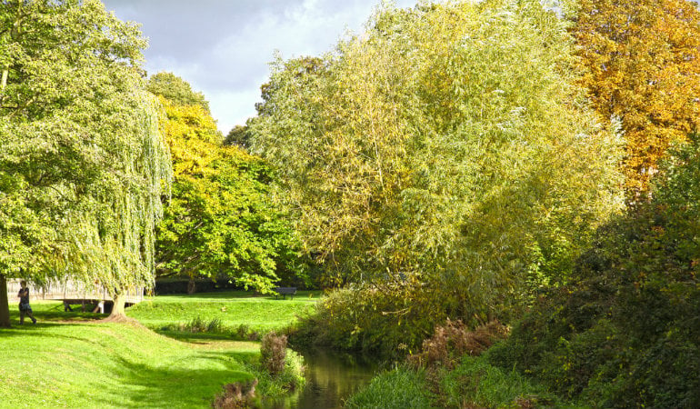 a park with trees and grass