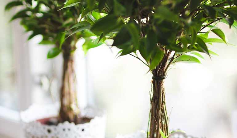 a tree with green leaves