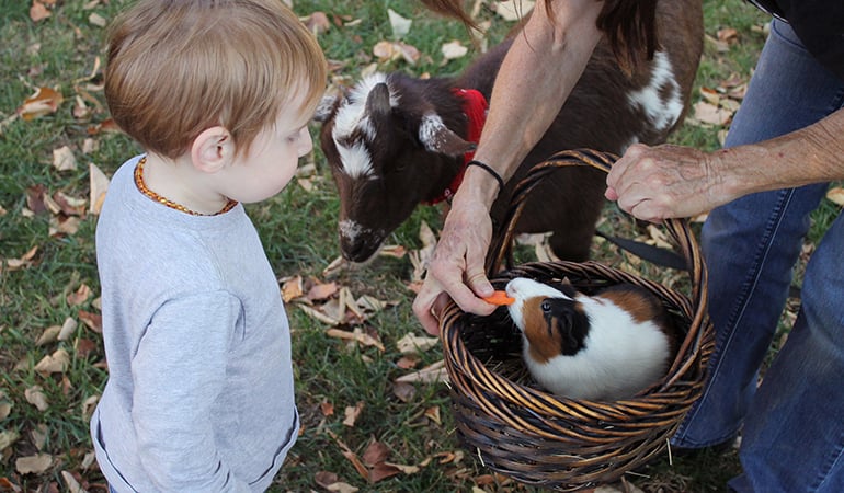 a child feeding a goat