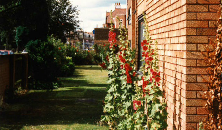 a path with plants and trees on the side