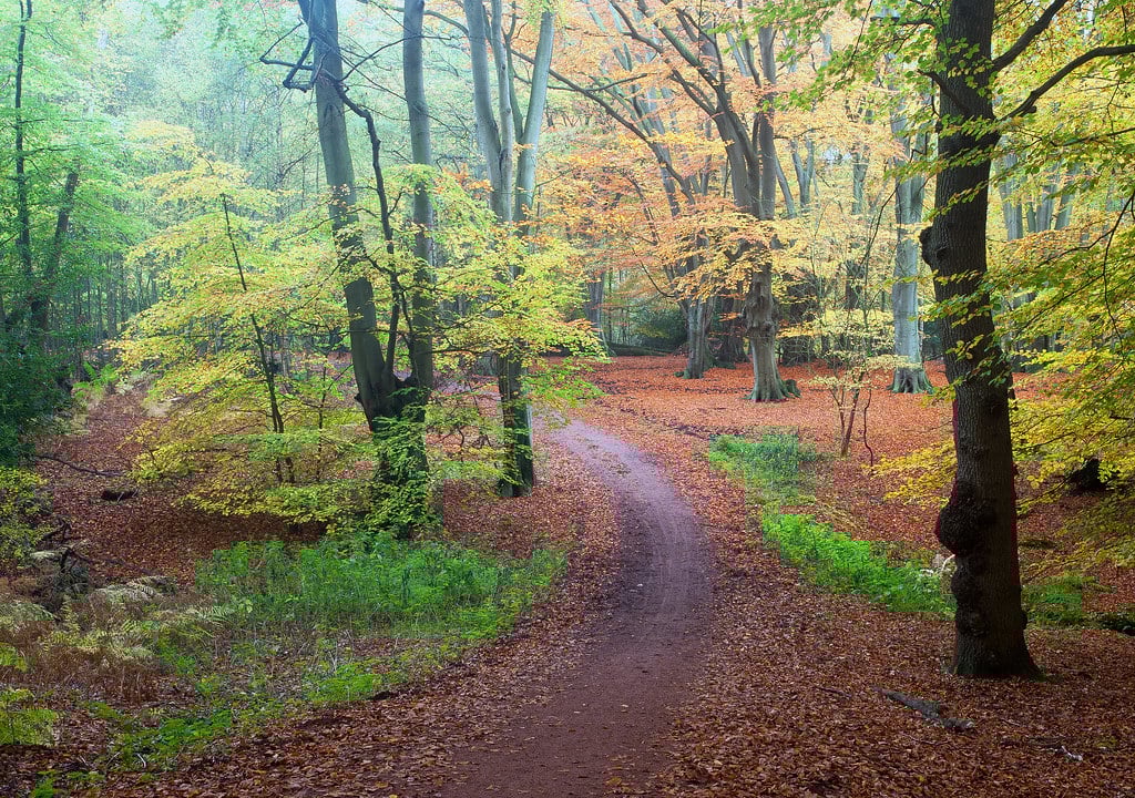 Epping Forest, Essex