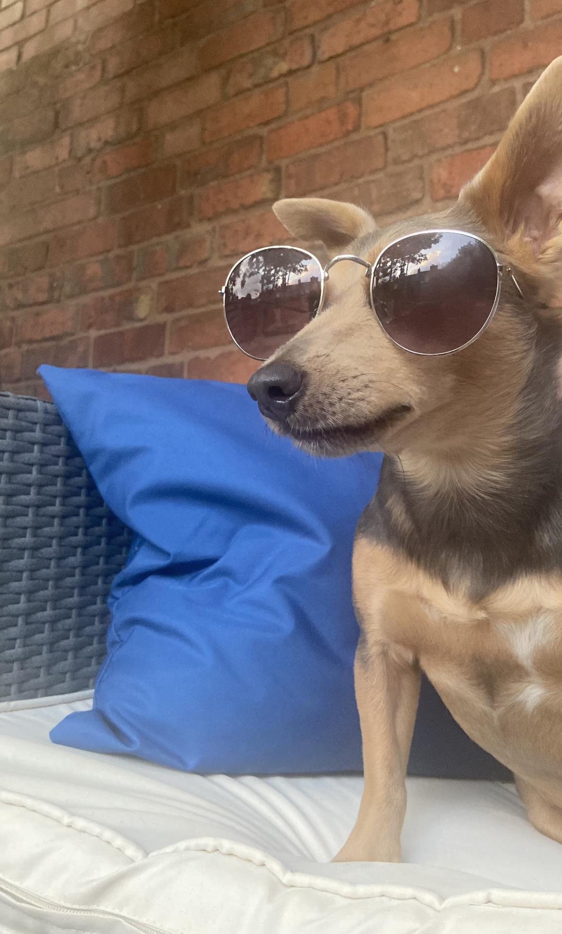 Aston - McCarthy Stone Pet photography Competition Entry
