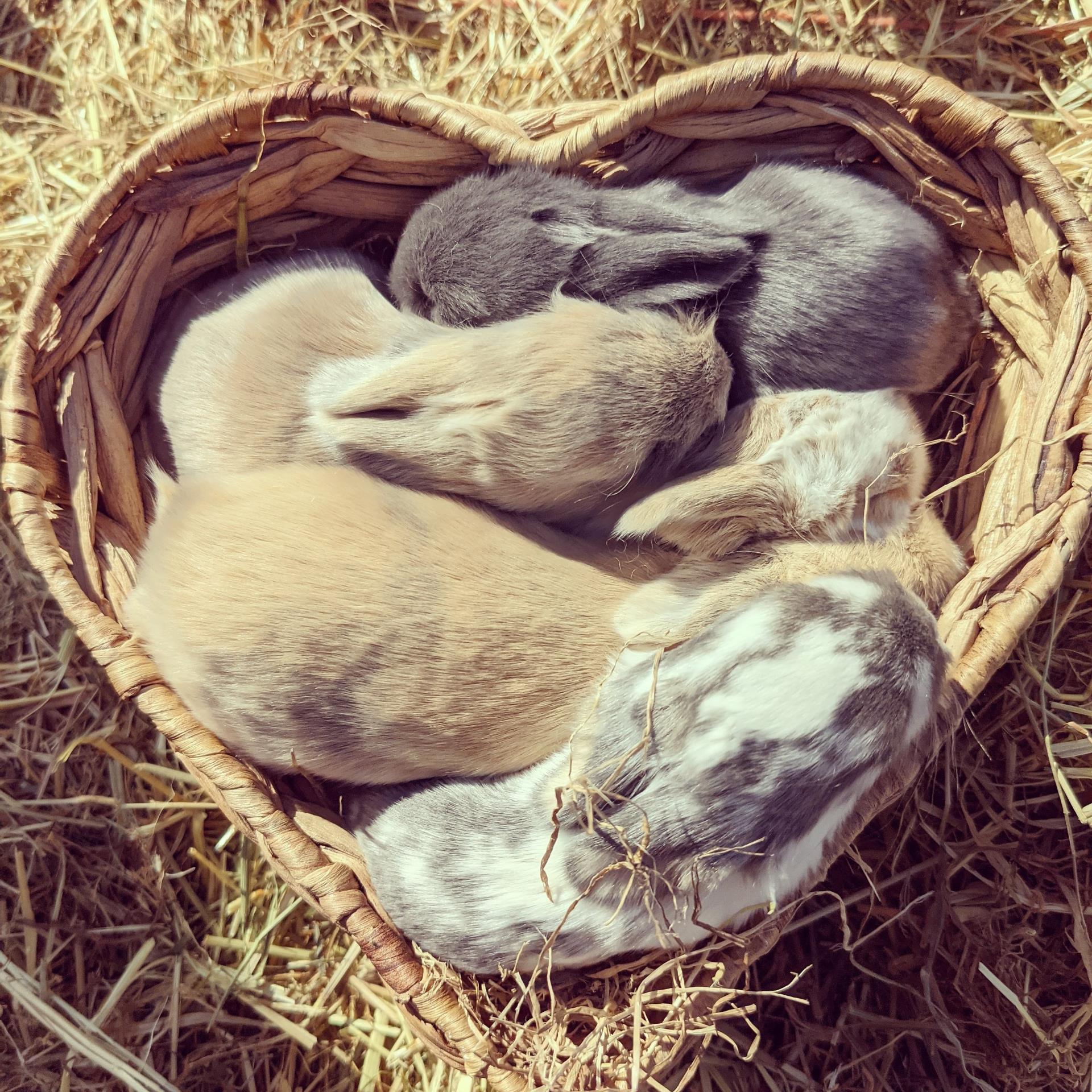 Grace Bunnies - McCarthy Stone Pet photography Competition Entry