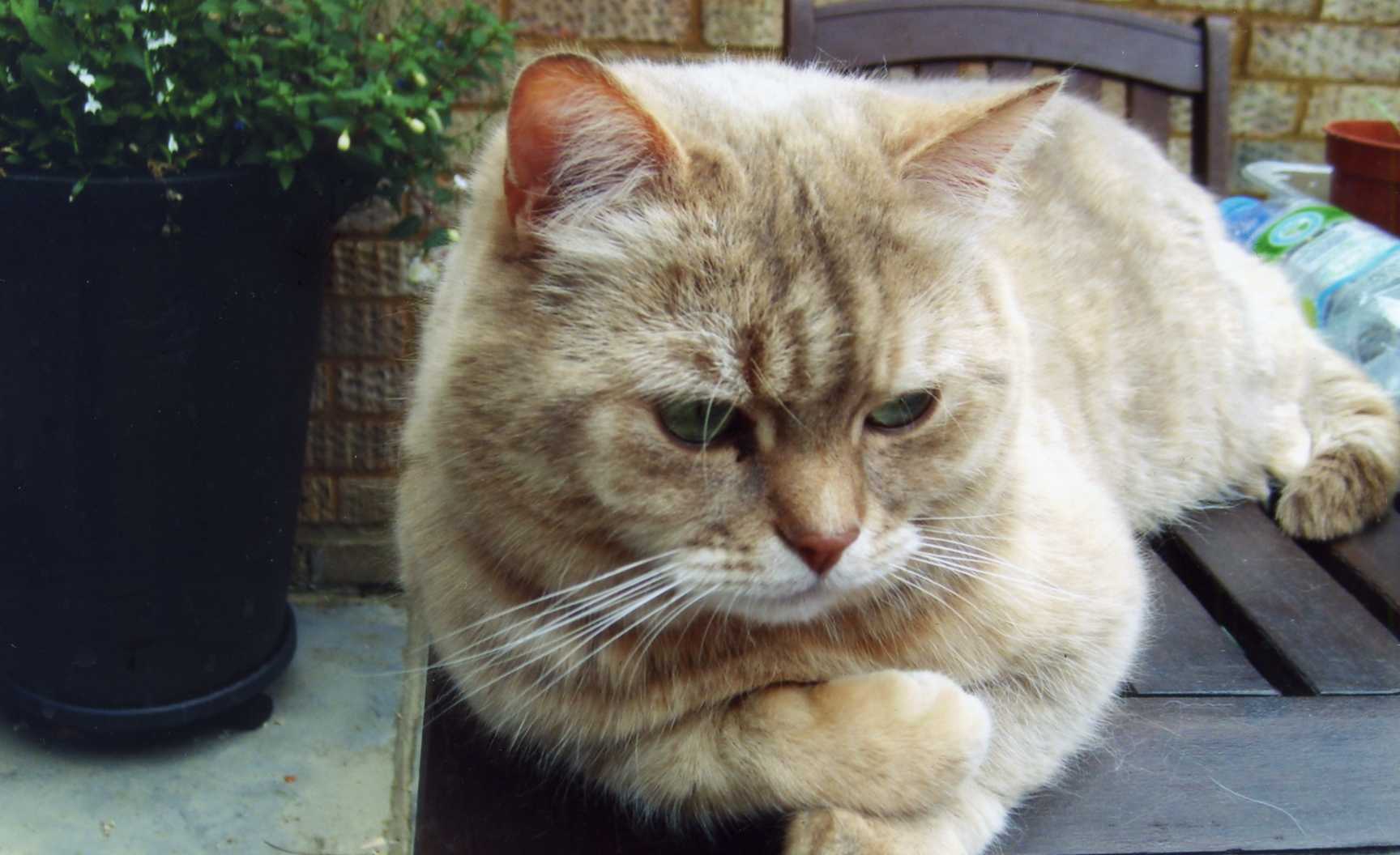 Cassie - McCarthy Stone Pet photography Competition Entry