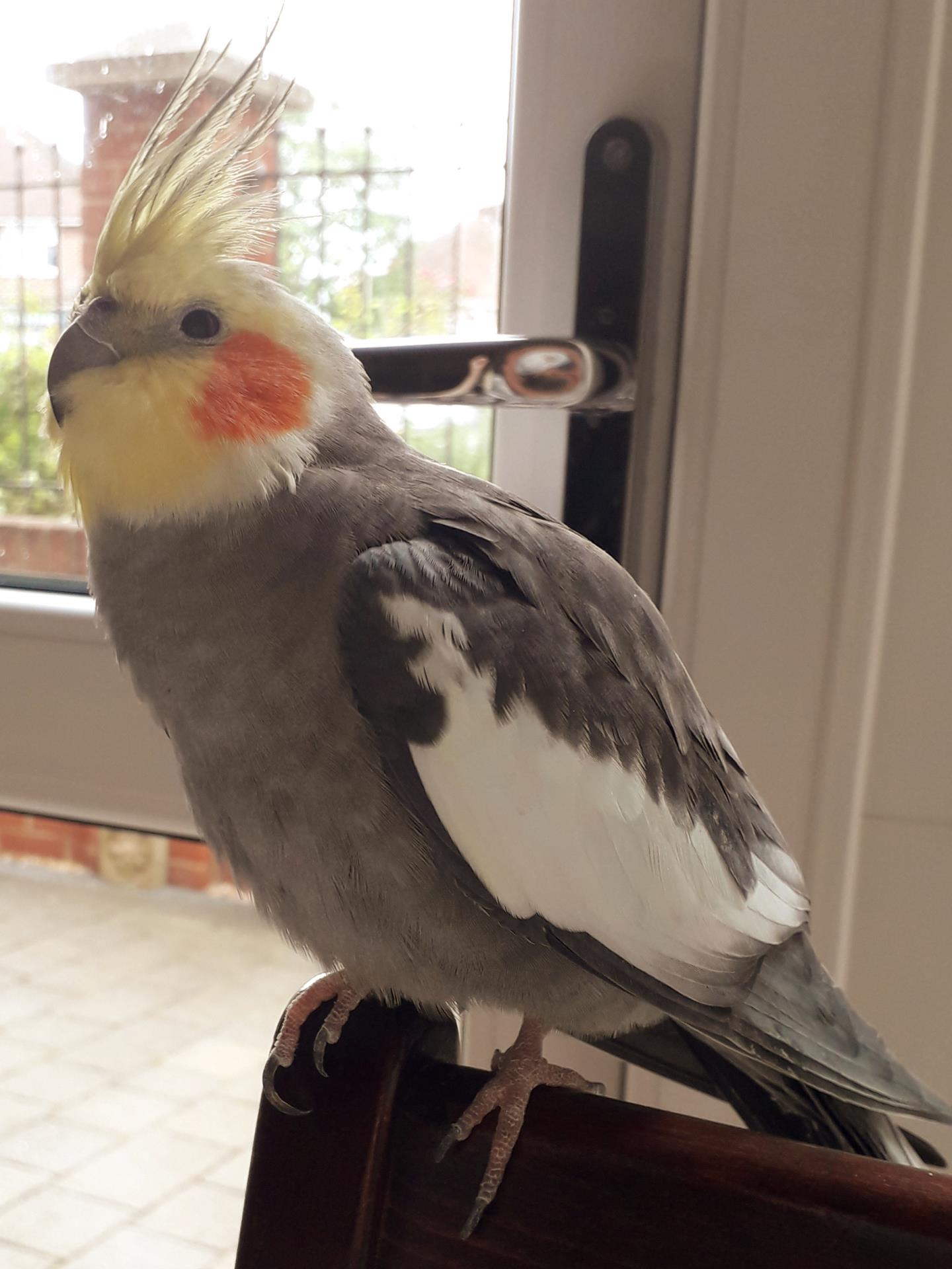 Charlie - McCarthy Stone Pet photography Competition Entry