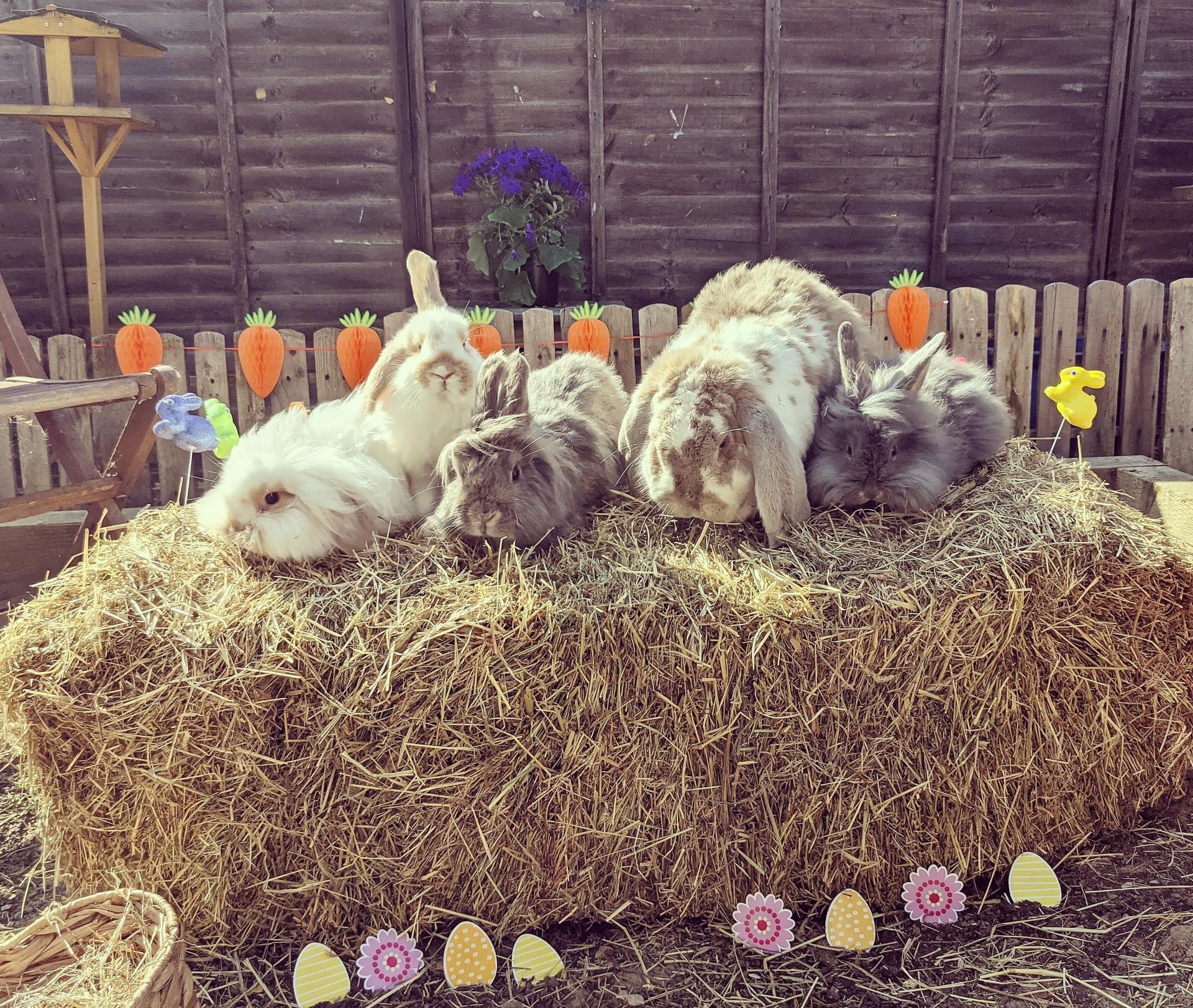 Grace Family Rabbits - McCarthy Stone Pet photography Competition Entry