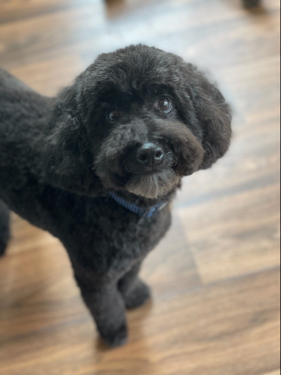 Freddie - McCarthy Stone Pet photography Competition Entry