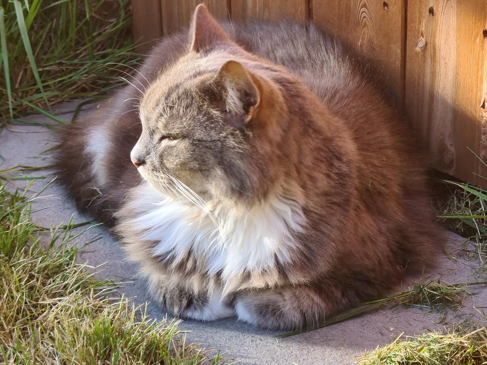Indy - McCarthy Stone Pet photography Competition Entry