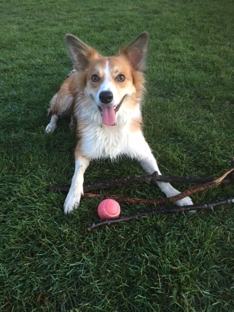 Meg - McCarthy Stone Pet photography Competition Entry