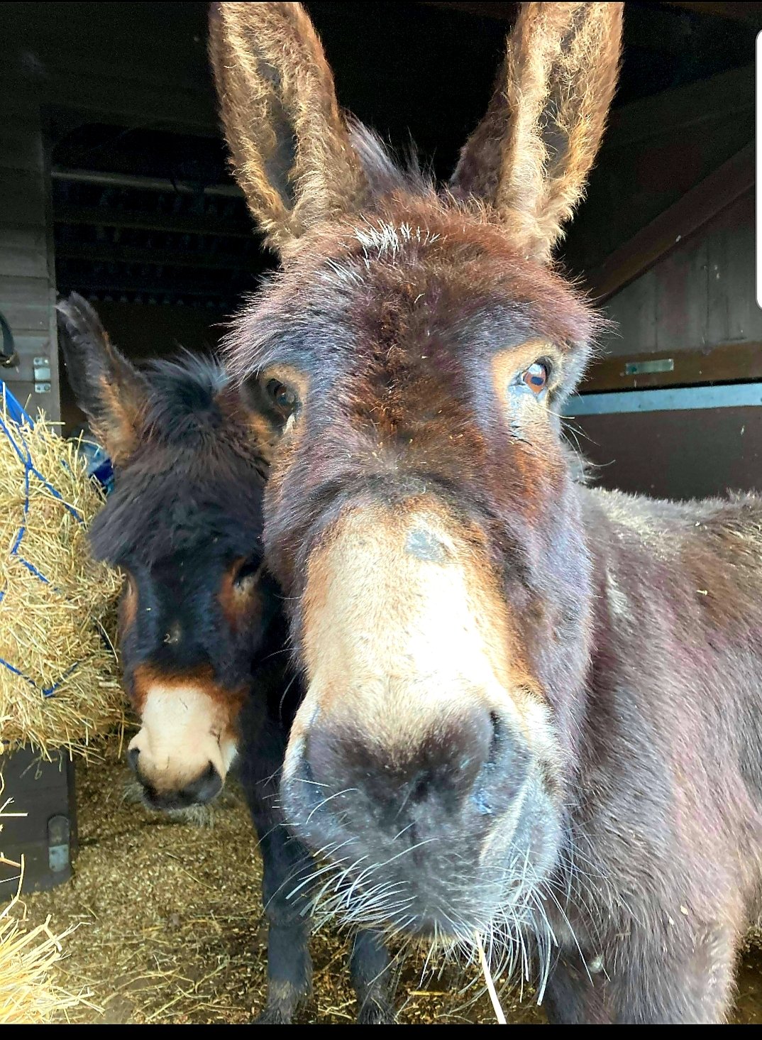 Reuben and Rufus - McCarthy Stone Pet photography Competition Entry