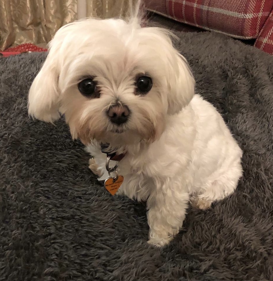 Sasha - McCarthy Stone Pet photography Competition Entry