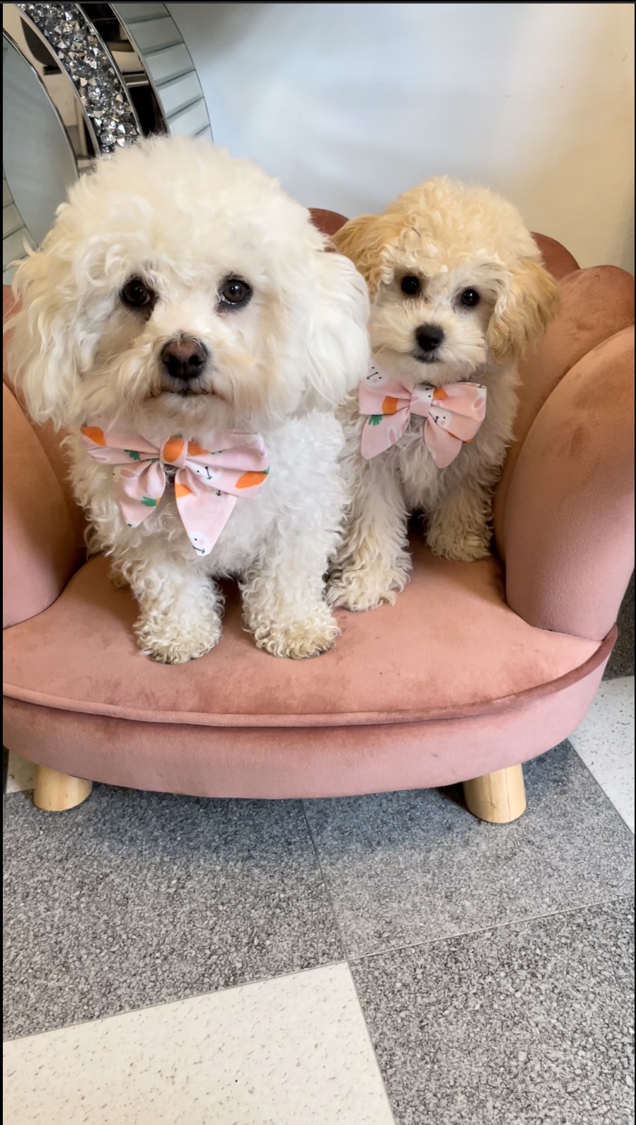 Tallia and Tallulah - McCarthy Stone Pet photography Competition Entry