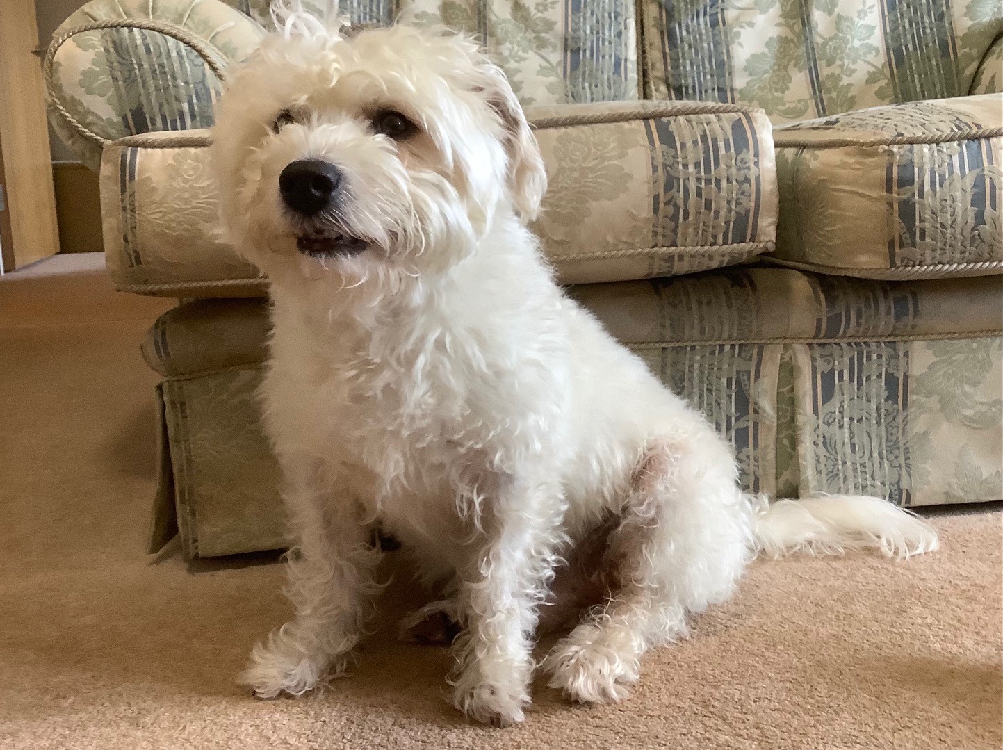 Toby - McCarthy Stone Pet photography Competition Entry