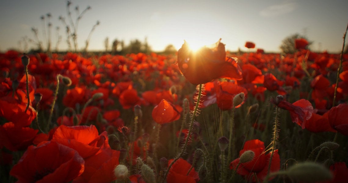 a field of red flowers
