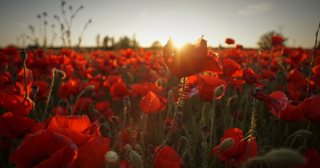 a field of red flowers