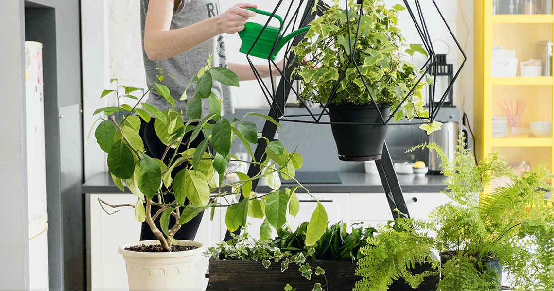a person holding a plant