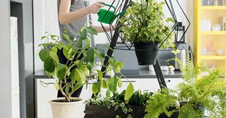 a person holding a plant
