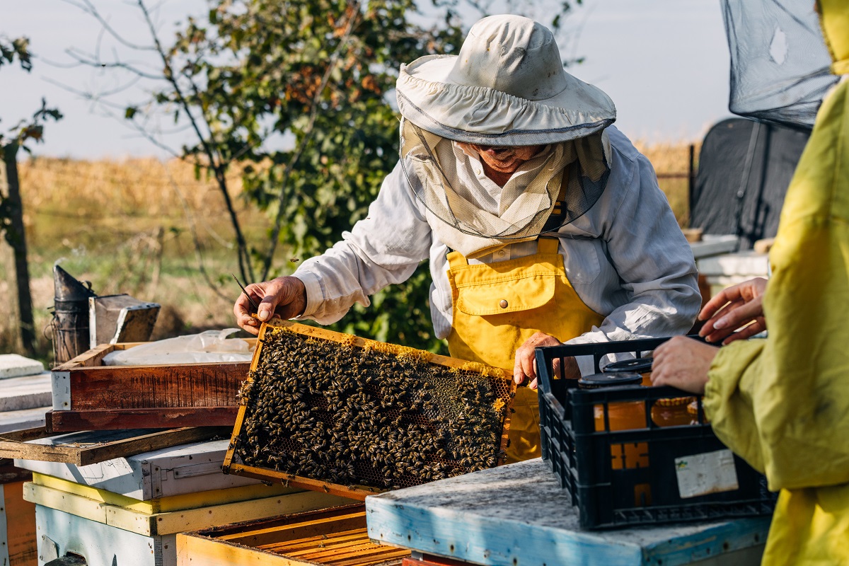 A senior beekeeping in the countryside