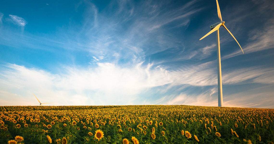 a field of sunflowers
