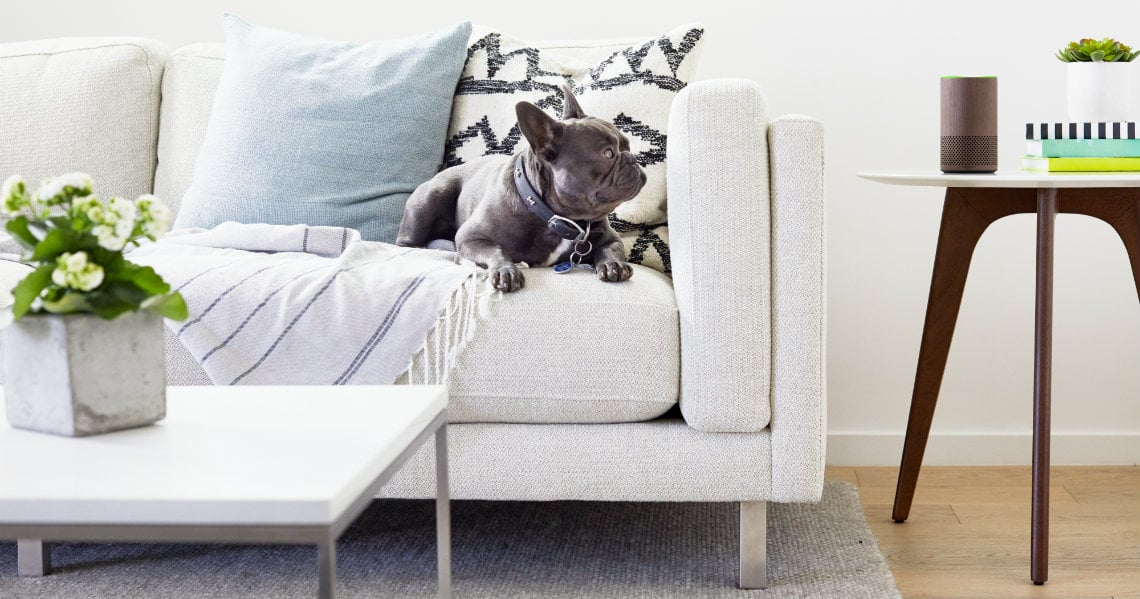 a dog sitting on a couch